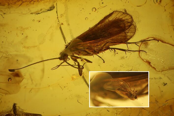 Detailed Fossil Caddisfly, Springtail and Fly in Baltic Amber #128324